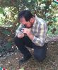 کارشناسان جهاد کشاورزی املش روزانه از باغهای کیوی برای تعیین زمان برداشت بازدید می‌کنند